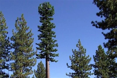 Pine Steel Monopole Antenni Keinotekoinen viestintä Naamioitu Tree Tower